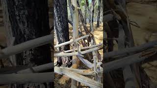 New structures, pine forest - Rayban meta sunglasses 🕶️