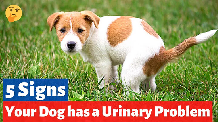 5 Signs that your Dog has a Urinary Problem | How to Spot Urinary Problems in your Dog? - DayDayNews