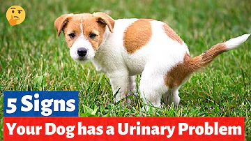 Do dogs pee to the north?