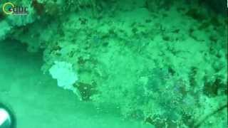 Medierranean Grouper By Ernesto Narvaez Cabrera Team Topsub. Visit Www.odoc.tv