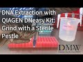 Dna extraction with qiagen dneasy kit grind with a sterile pestle