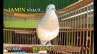 Suara Perkutut Lokal Gacor Sekali Putar Dijamin Ampuh Bikin Burung Terpancing Langsung Bersahutan