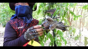 How to catch a spotted dove Ep.24