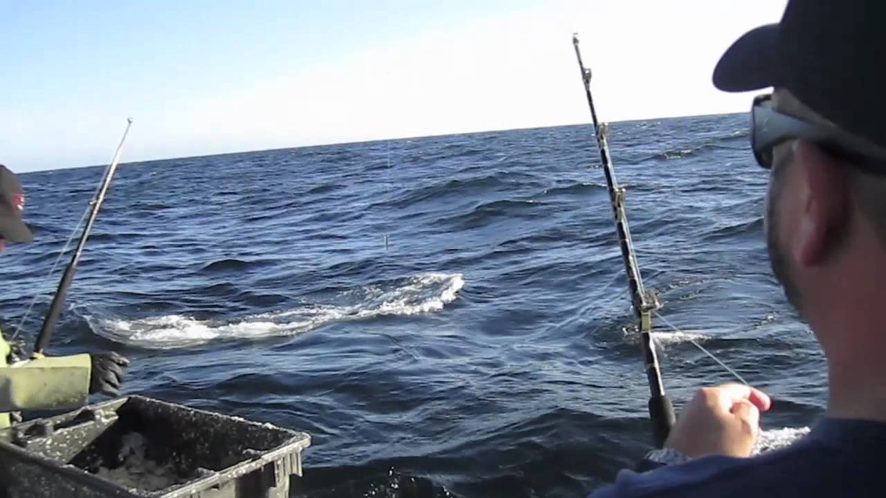 Kite Fishing Giant Bluefin Tuna While Hand Feeding Them In PEI YouTube