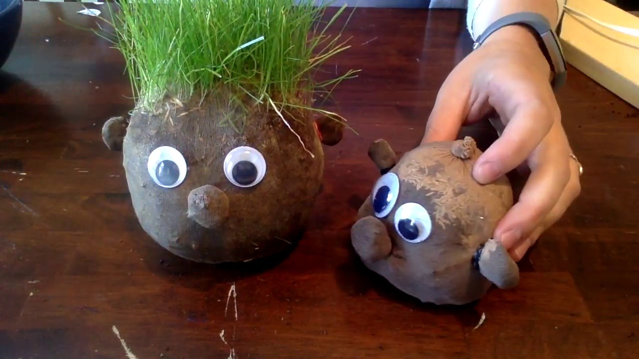5-minute DIY Silly Grass Head Craft