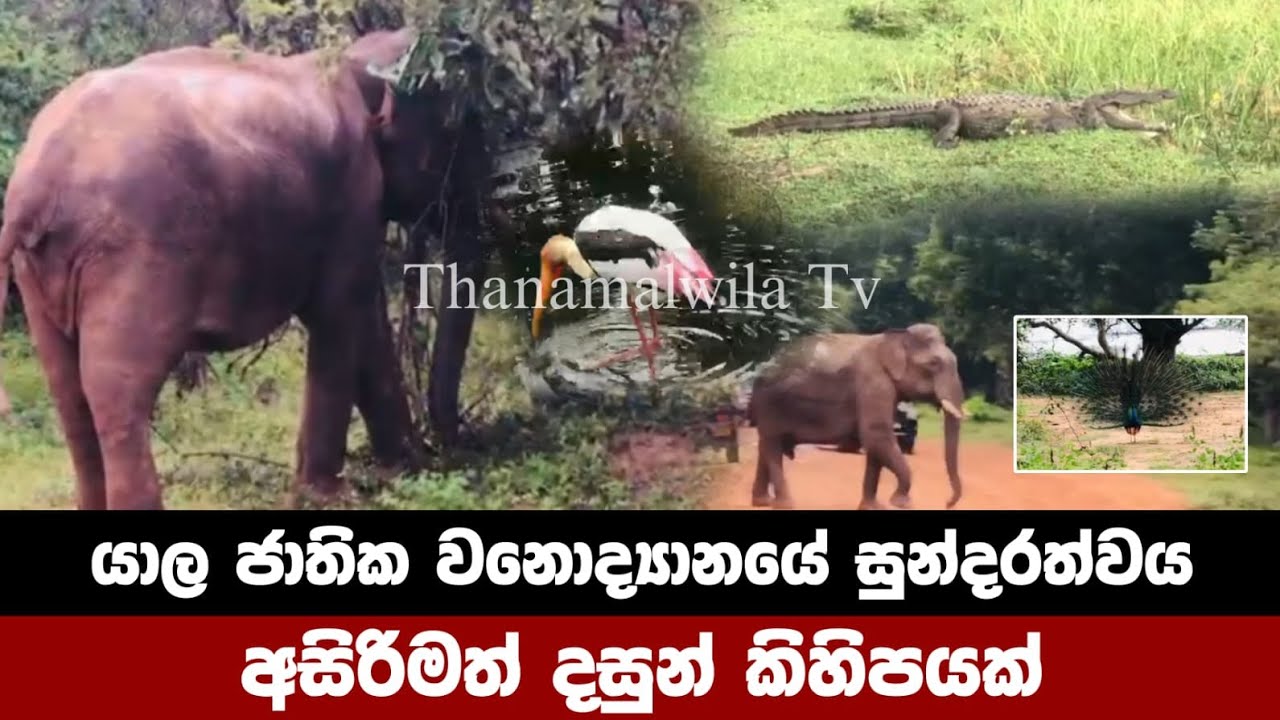 යාල ජාතික වනොද්‍යානයේ සුන්දරත්වය අසිරිමත් දසුන් කිහිපයක්