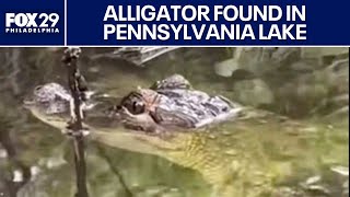 Alligator Spotted In Pennsylvania Lake