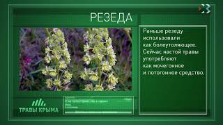 Травы Крыма. Выпуск 72. РЕЗЕДА Травы Крыма. Выпуск 72. РЕЗЕДА