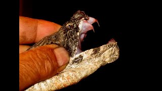 The viper bite in slow motion  Macrovipera lebetina (bluntnosed viper) Φίνα  Cyprus 10/6/2023