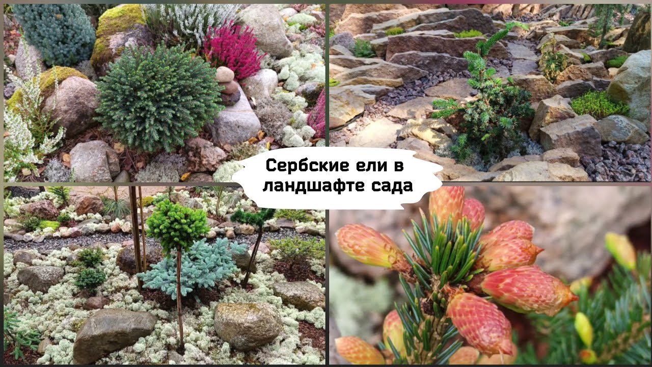 Сербские ели в ландшафте сада