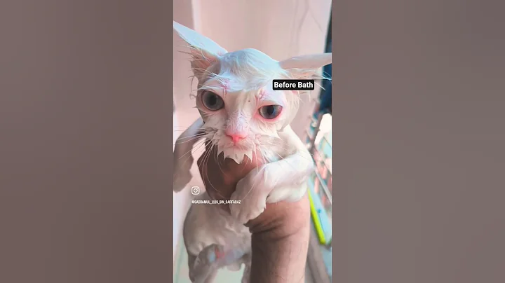 Video 8866711: persiancat cat kitten, persiancat bathing