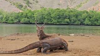 Komodo attacked and killed deer on the beach