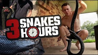 Full CATCHING THREE AUSTRALIAN SNAKES IN THREE HOURS Update