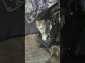 Cute Kitten Found Hiding on Scooter! 😻 #cat #cute #pets
