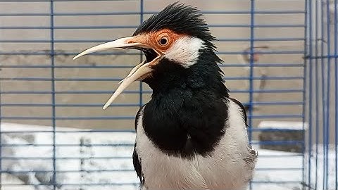 Suara Jalak Suren Gacor Mompa Full Variasi - Masteran Suara Burung Jalak Agar Gacor Full Isian Mewah