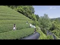 京都おぶぶ茶苑　170604今週の農作業