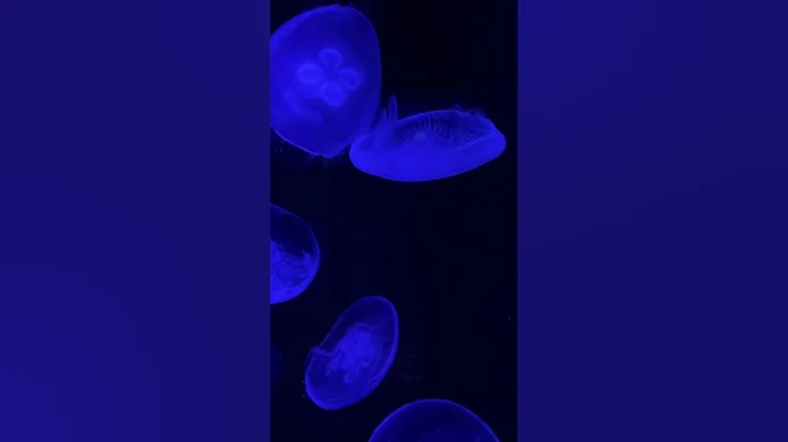 Jellies at Crown Center Aquarium