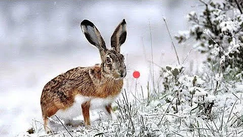 EN GÜZEL TAVŞAN AVLARI (2024-2025 SEZONU SEÇMELER) HARE HUNTİNG صيد الأرانبОХОТА НА КРОЛИКА