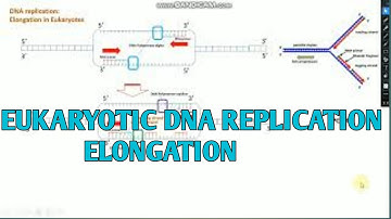 Eukaryotic DNA replication elongation || CSIR-NET life science II xgene & proteinx