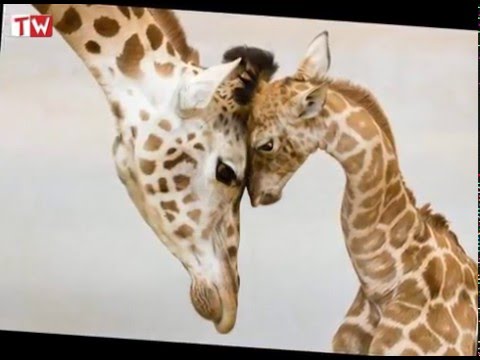 Семейные ценности в мире животных - трогательные моменты.