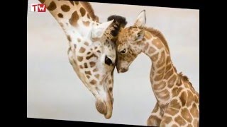 Семейные ценности в мире животных - трогательные моменты. Семейные ценности в мире животных - трогательные моменты.