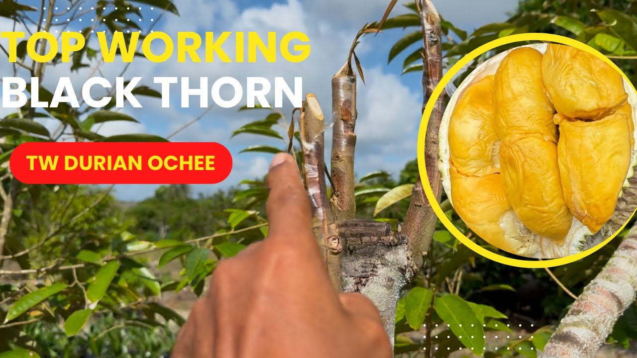 23 DEC 2025 TOP WORKING DURIAN BANGKA