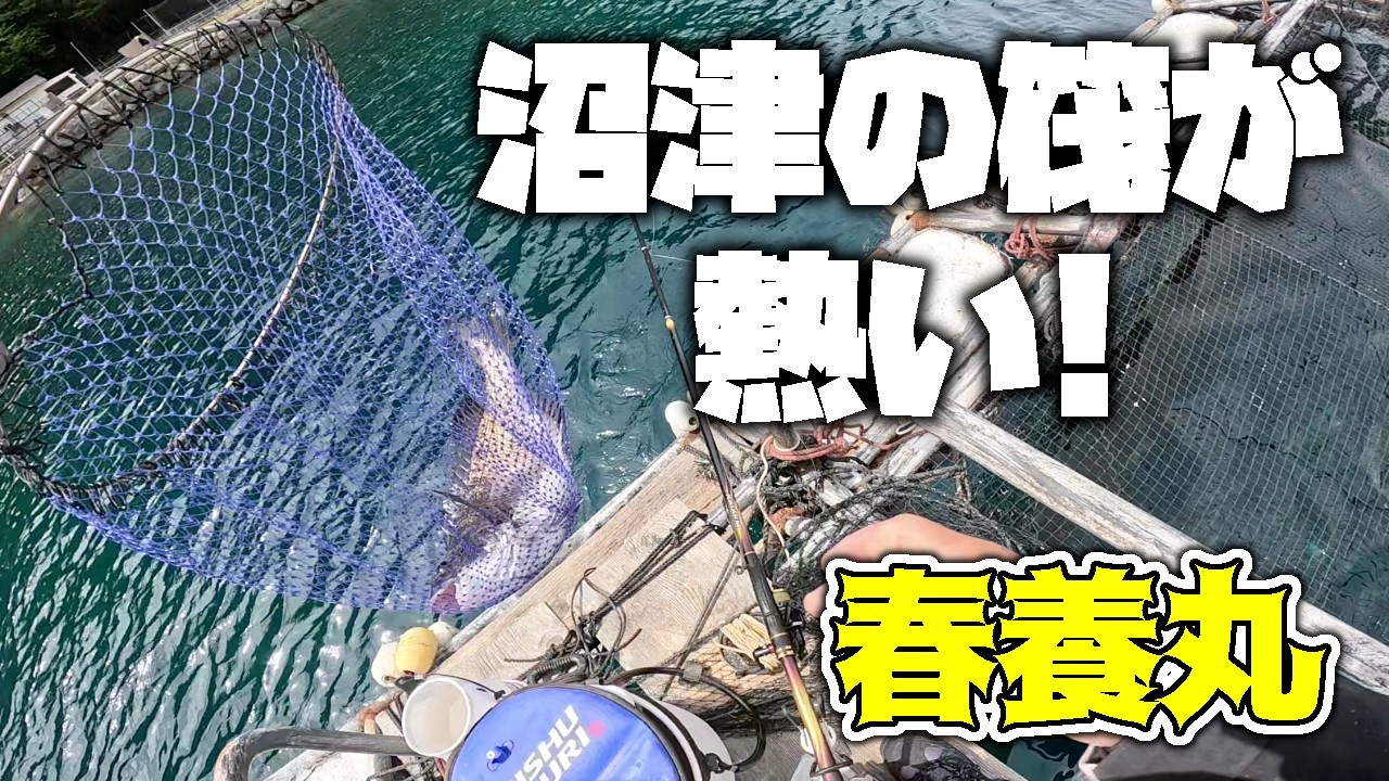 A hot new fishing spot has appeared in Numazu! Black sea bream