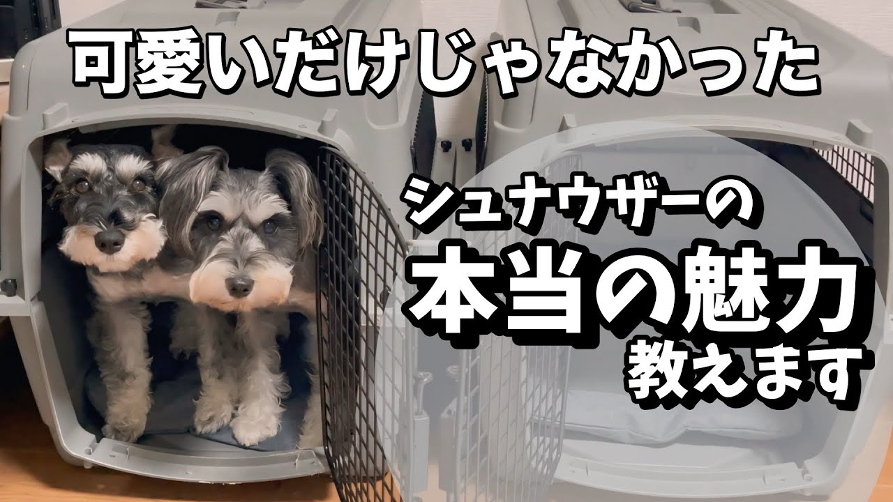 ミニチュアシュナウザーの本当の魅力を教えます！「可愛いポイント」ランキング