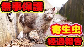 What is the inspiring capture and protection of stray cats in Japan?