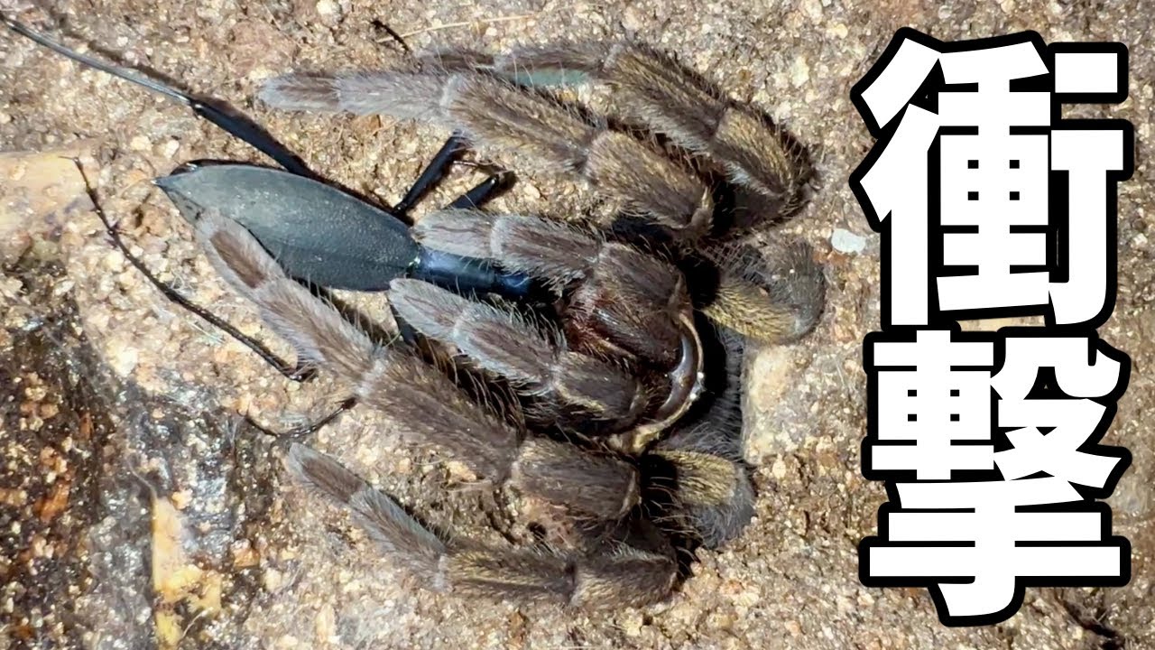 腹ペコのタランチュラにマイマイカブリを近づけた結果 - YouTube
