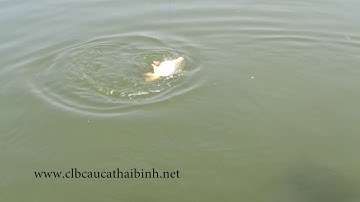 ►║CLB câu cá thái bình║ - Câu Cá chép khủng làm tất niêm năm 2016