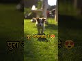 क्यूटनेस ओवरलोड! 🐾