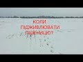 Коли підживлювати пшеницю?