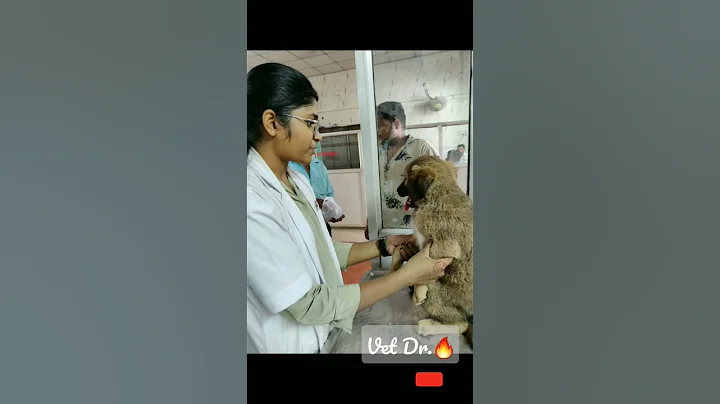 #vet student❤ #veterinary Dr 🔥👩‍⚕️🩺 🔥 veterinary college jabalpur ✌🩺#shorts #ndvsu #vetlife #neet