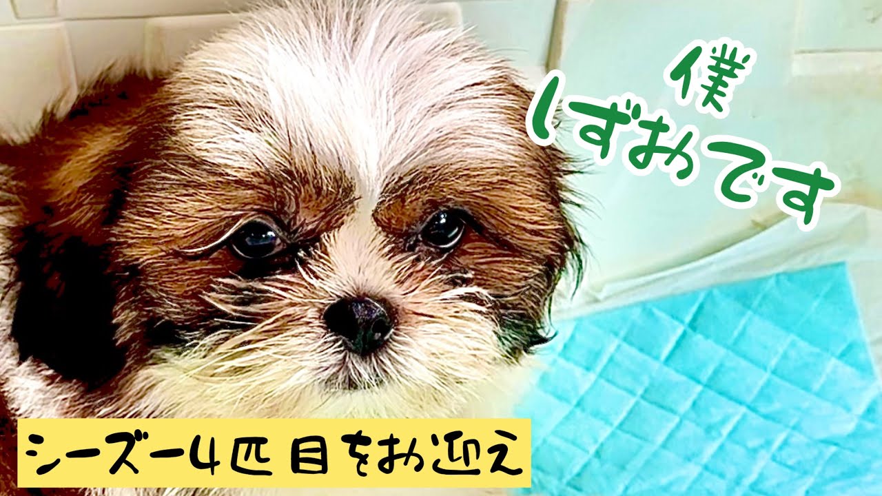 我が家に4匹目のシーズーが来た！！