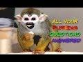 Q&A Baby Monkey oLLie (SQUIRREL MONKEY)