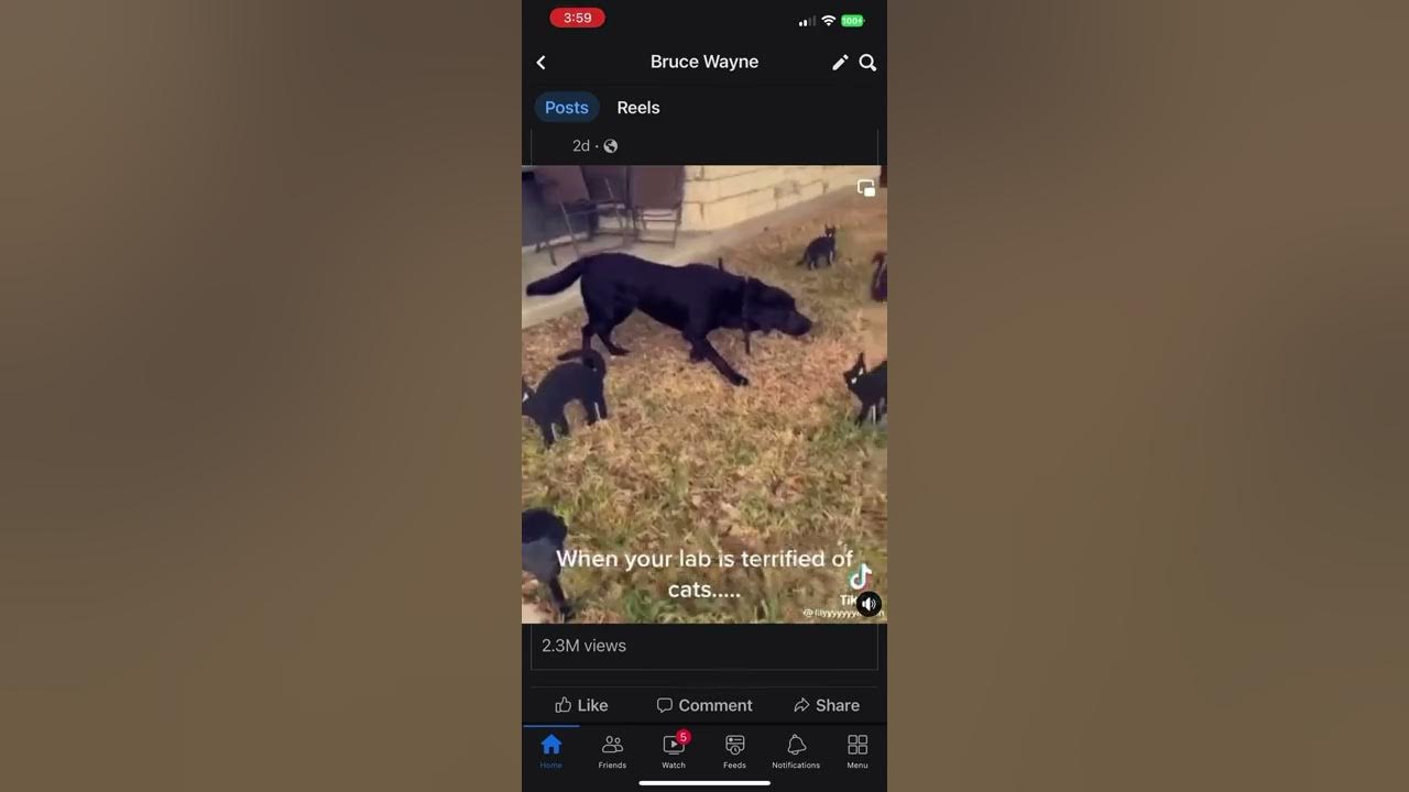 Dog won’t move because of fake cats on the lawn YouTube