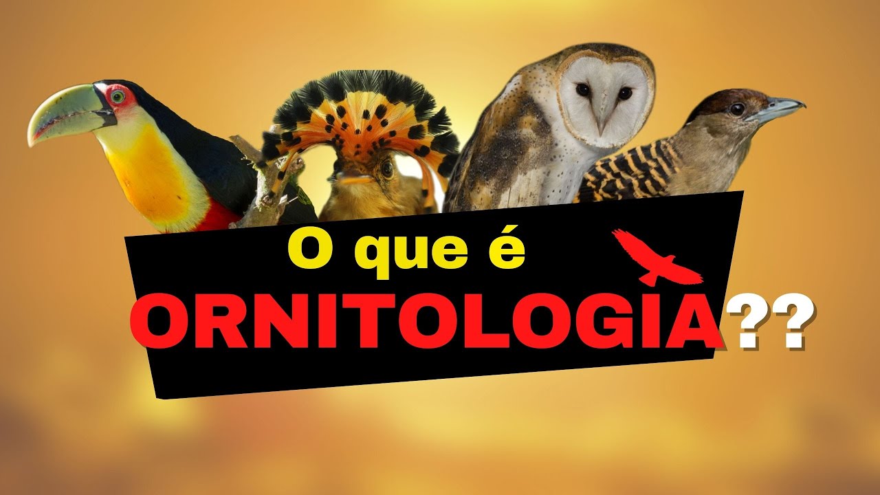 O que é ORNITOLOGIA? Uma introdução sobre este canal que fala de AVES e ...