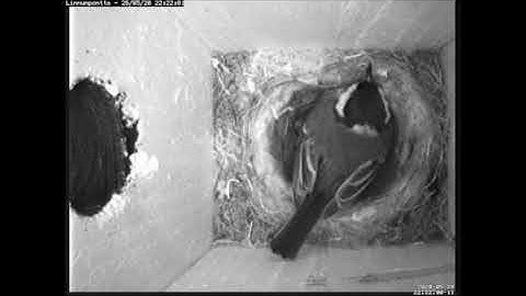 Birdhouse Cam Time Lapse 2020