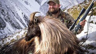 Tahr Hunting Rutting Bull