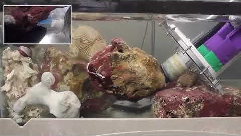 Eversion and Retraction of a Soft Robot Towards the Exploration of  Coral Reefs