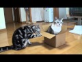 入るネコとこわすネコ