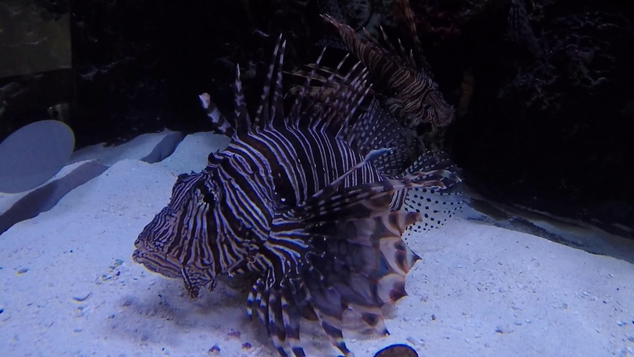 Rumfish Grill, St. Pete