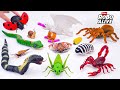 🦈Toy ASMR🦈RC White Dragon &amp; RC Naja Cobra Snake &amp; RC LadyBug &amp; Lizard ASMR Satisfying with Unboxing