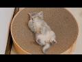 Here's another kitten with strong genes. Its sleeping position is just too cute.