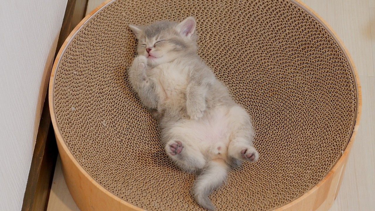 Here's another kitten with strong genes. Its sleeping position is just too cute.