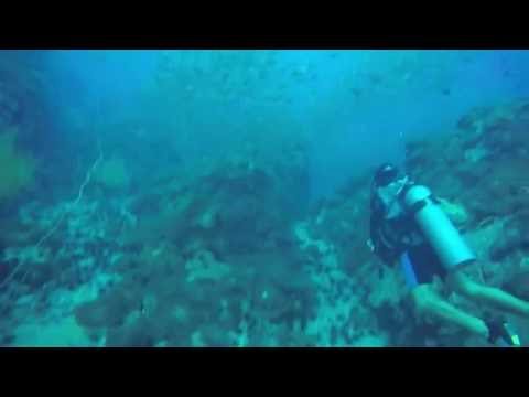 Schools of Fish in Koh Tao: Squirrelfish, Damselfish, Barracuda