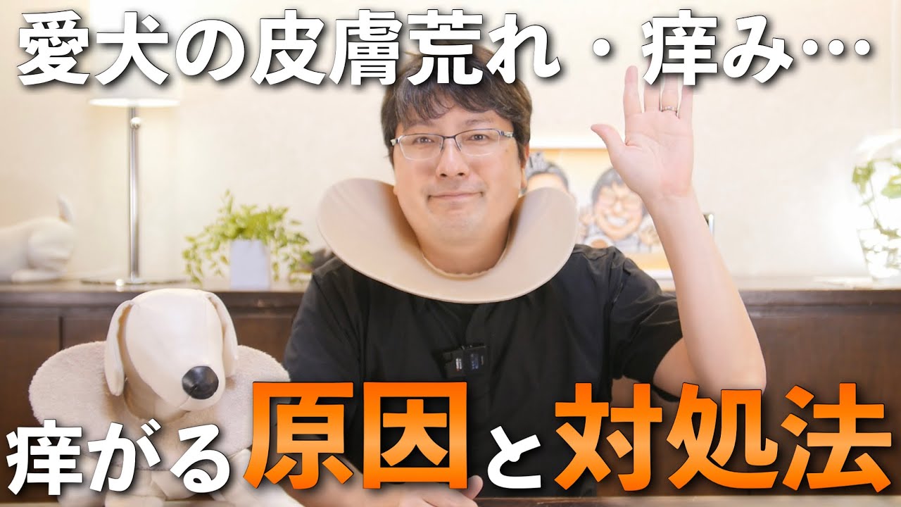 【愛犬の皮膚の痒み】原因と対処法をペットショップ店長が解説します！