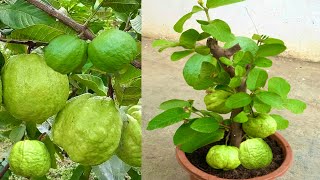 How to Grow Guava Tree Faster With banana & Aloe Vera