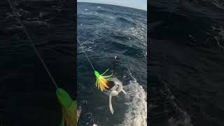 Tuna slayin #albacore #fishing #pnw #fish #tuna #ocean #workgrind